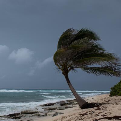 A palm tree sways in a hurricane