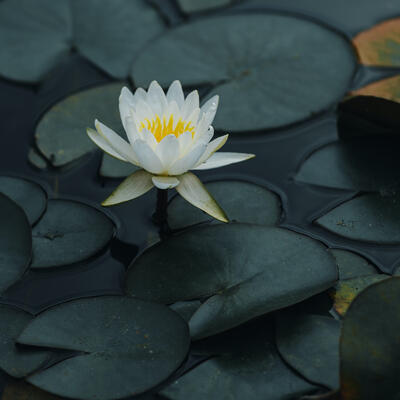 The Miracle of the Lotus Flower - Awakenings Health